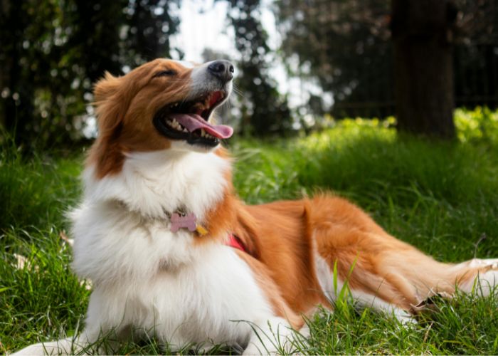 5 Vantagens de Contratar um Veterinário Domiciliar