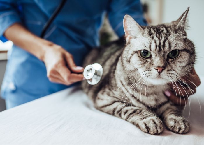 Acompanhamento Gestacional para Cadelas e Gatas em Domicílio