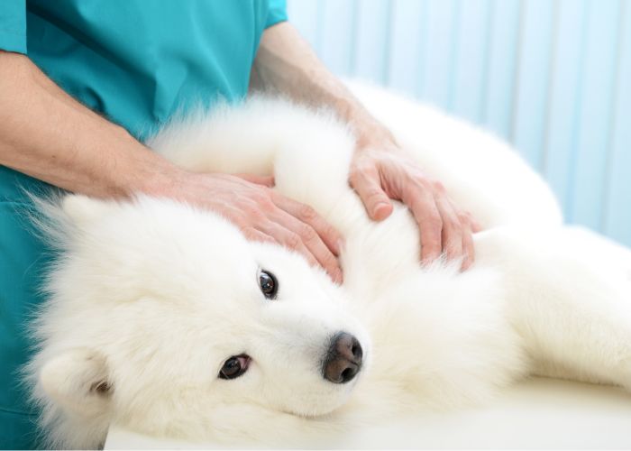 Aplicação de Medicamentos Veterinários em Domicílio em Mogi