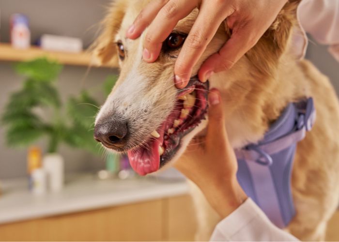 Atendimento Veterinário a Domicílio em Mogi, Biritiba e Suzano