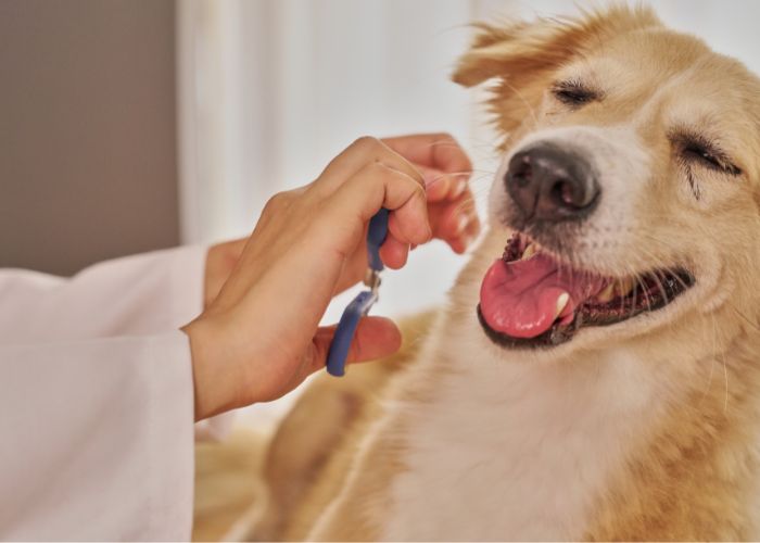 Atendimento Veterinário em Mogi das Cruzes a Domicílio