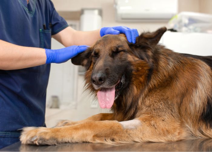 Coleta de Exames PET a Domicílio em Mogi das Cruzes