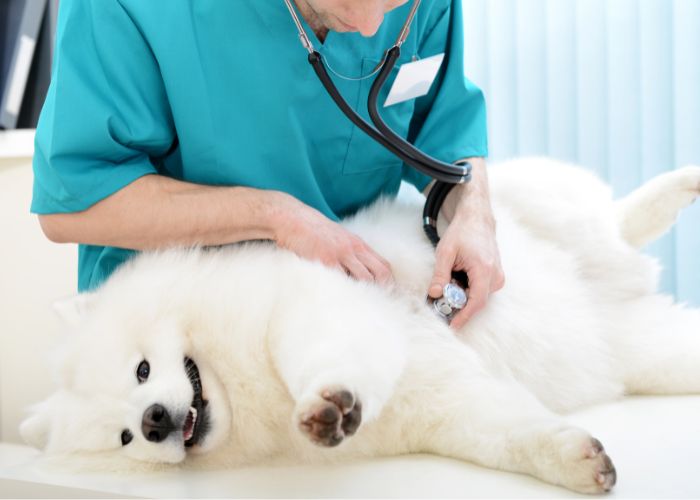 Consulta Veterinária Domiciliar em Biritiba para Cães e Gatos