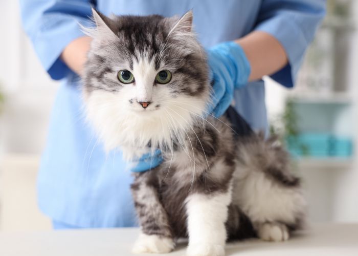 Consulta Veterinária Domiciliar em Suzano para Cães e Gatos