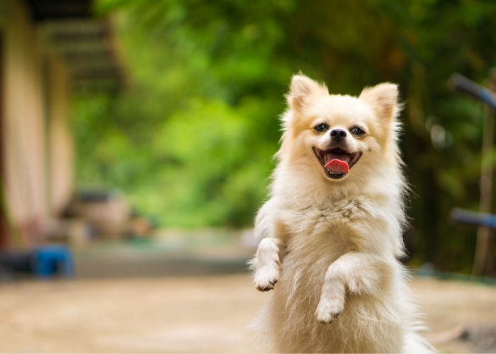Consultas PET a Domicílio em Suzano, Mogi e Biritiba