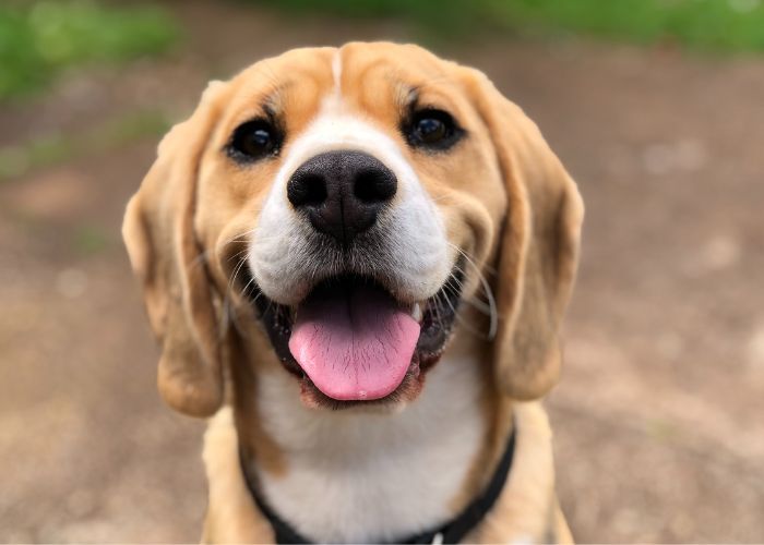 Exames Laboratoriais PET sem precisar sair de Casa em Mogi