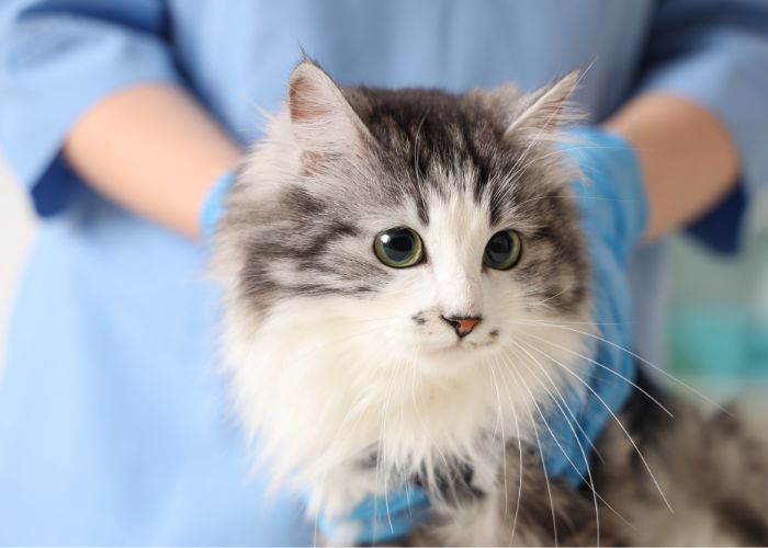 Melhor Veterinário em Domicílio para Gatos em Mogi das Cruzes