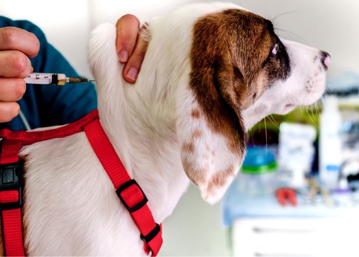 Microchipagem e Registro Animal em Domicílio em Mogi das Cruzes