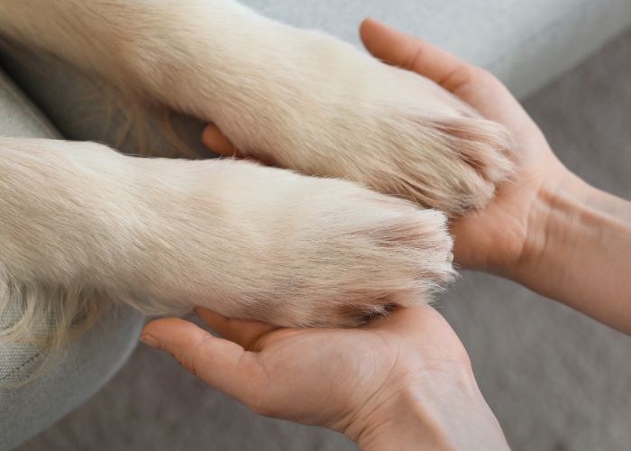 Nossos Serviços Cuidado Completo onde seu Pet se sente Seguro