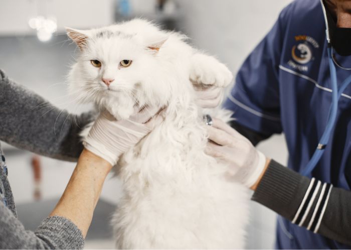 Testes Rápidos para FIV e FELV em Domicílio em Mogi das Cruzes