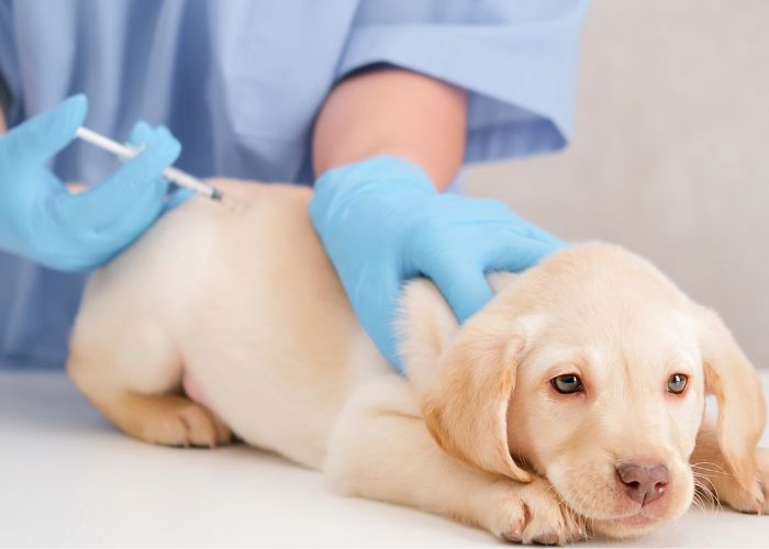 Vacinas Obrigatórias para Cães e Gatos em 2026