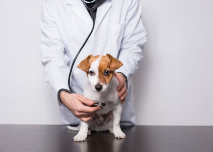 Atendimento de Cães e Gatos em Suzano e Mogi das Cruzes