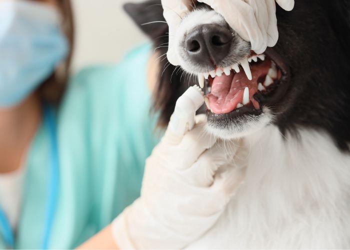 Veterinário Domiciliar em Mogi das Cruzes