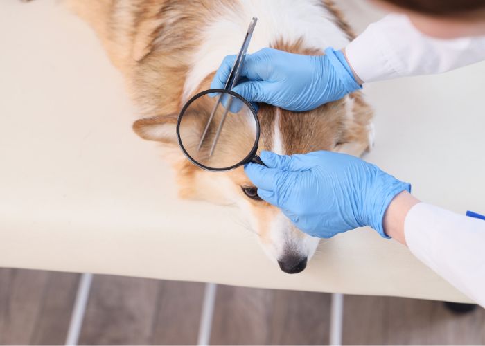 Veterinário a Domicílio em Condomínios em Mogi das Cruzes