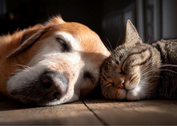 Veterinário em Suzano Domiciliar - Consulta em Casa