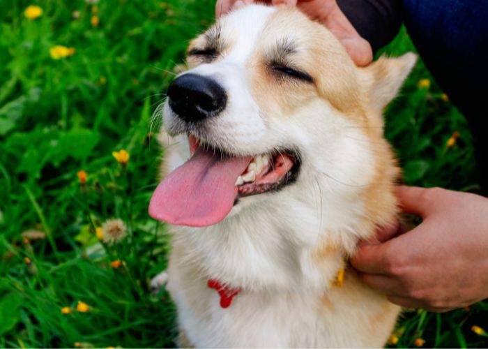 Veterinário que Atende em Casa em Suzano