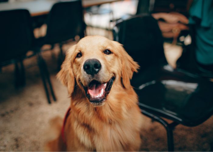 Visita de Veterinário em Condomínio em Mogi das Cruzes